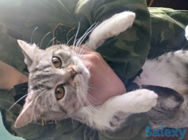 Продам британскую кошачку, фотография 1