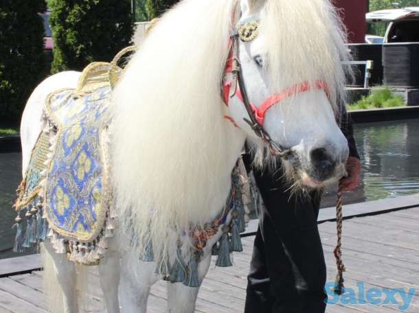 аренда пони, лошади, фотография 4