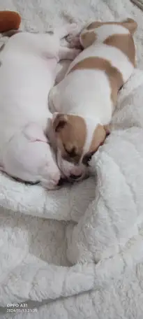 Продам щенков, фотография 7