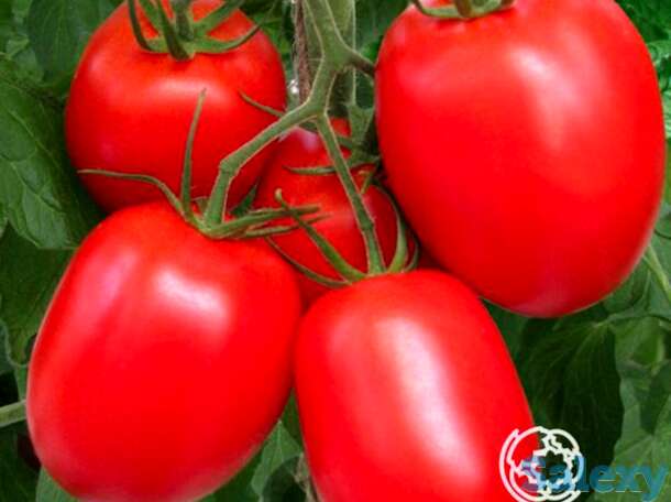 Семена Томат Фитофтороустойчивый, фотография 1