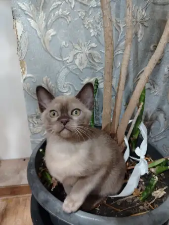 БУРМАНСКИЕ КОТЯТА С РОДОСЛОВНОЙ  АЛМАТЫ  доставка по Кз и в другие страны присутствует, фотография 3