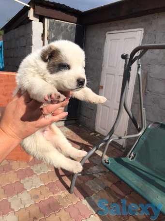 Продам щенков Алабай, фотография 4