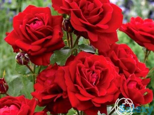 Роза лили марлен флорибунда, топалович, фотография 1