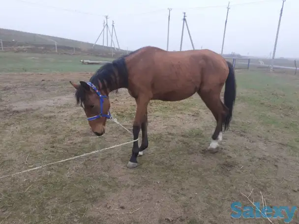 табун породистых лошадей, фотография 8