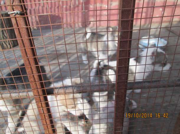 западно -сибирские лайки, фотография 2