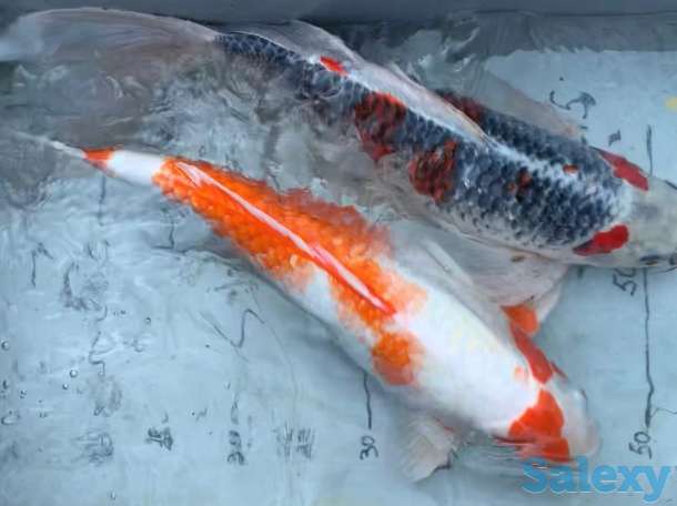 Карп Коя -малёк из собственного питомника, фотография 7