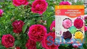 Королевские розы, фотография 4