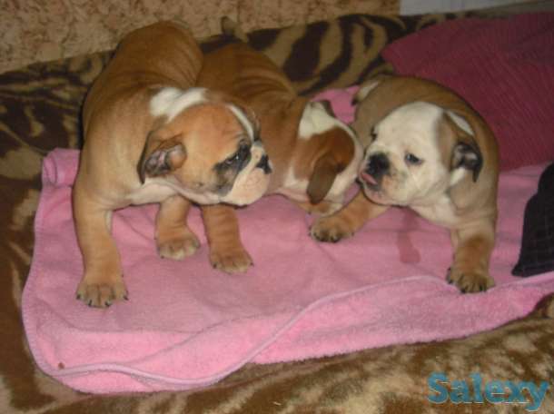 Английский бульдог, фотография 2