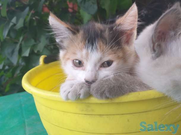 Отдам котенка, фотография 1