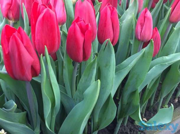 Тюльпаны оптом к 8 марта, фотография 13