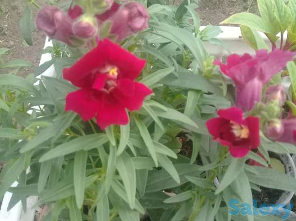 Продам большой выбор цветочной, фотография 1