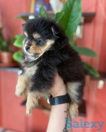 Шпицы. Радость в дом!, фотография 2