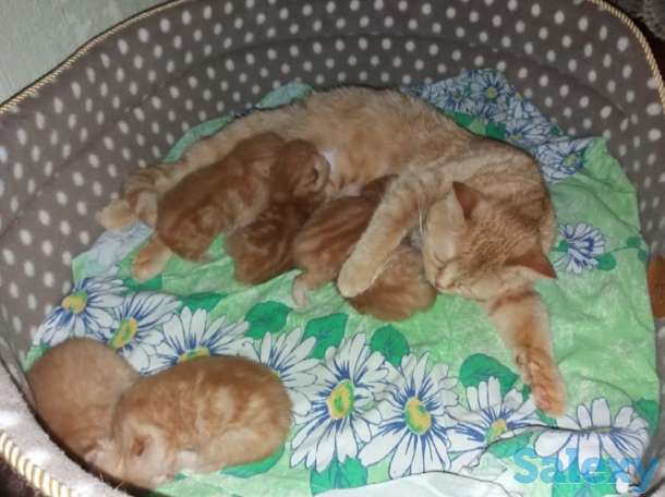 Шотландские котята ждут вас, фотография 1