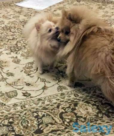 Шпиц-девочка-миник с документами, фотография 1