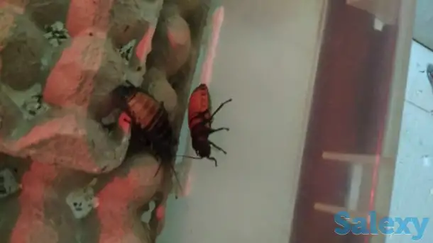 продам колонии тараканов двух видов, фотография 5