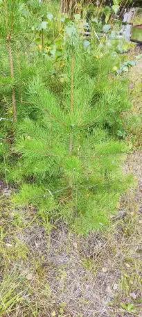 Туя выше 3 метров, сосна живая, берёза, ива, ольха, рябина, рассада., фотография 8