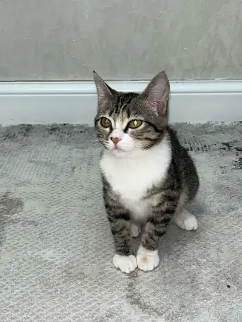 Бесплатно котята! Британец и бенгальская порода, фотография 7