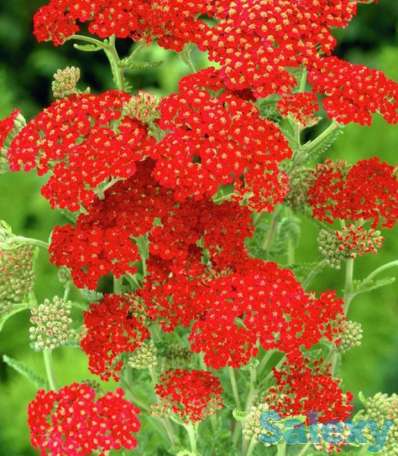 Цветы Тысячелистник красный., фотография 1