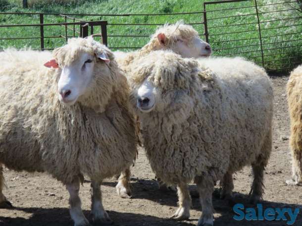 Племенные овцы Линкольн (скот из Европы класса Элита и Элита Рекорд), фотография 3