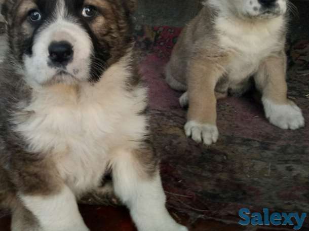 Продаются щенки Алабая, фотография 2