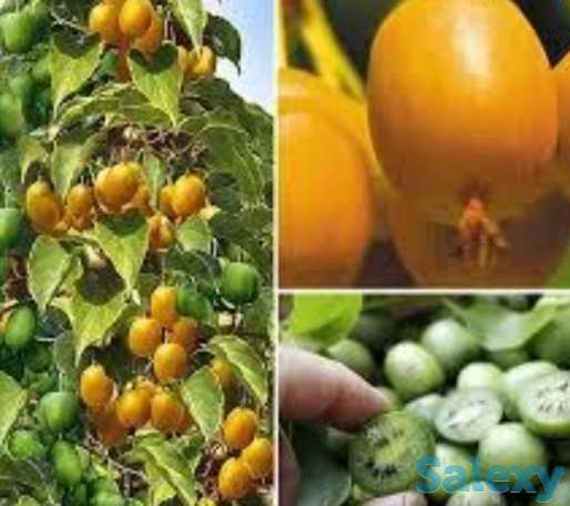 Саженец киви 