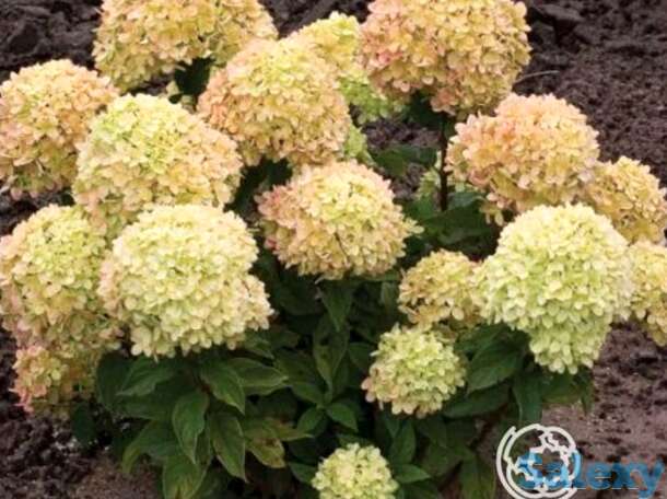 Гортензия коттон крем, фотография 1