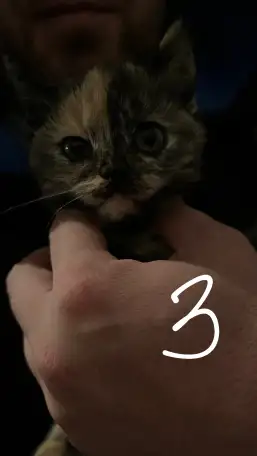 6 котят Девочки Есть домашнюю еду молококорм приучена к лоткуигривыемышеловки, фотография 3