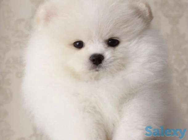 Красивая, пушистая прелесть., фотография 6