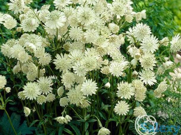 Астранция Альба, фотография 1