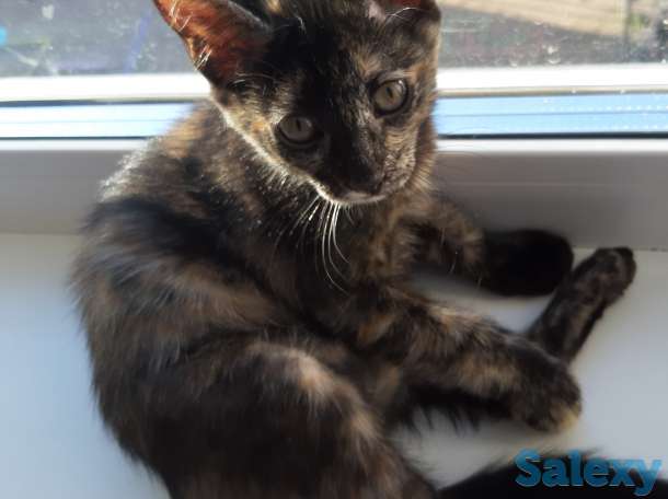 котенок срочно ищет дом, фотография 3