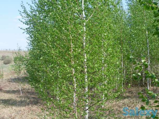 Саженцы дикорастущих деревьев оптом, фотография 1