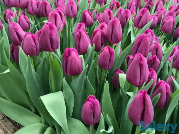 Тюльпаны оптом к 8 марта, фотография 8