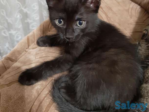 Котенок рочно ищет дом, фотография 4