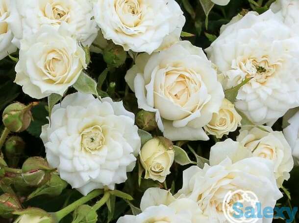 Роза вайт джем миниатюрная, топалович, фотография 1