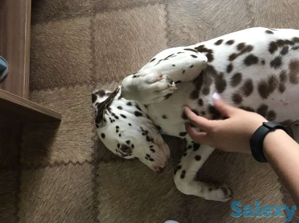 Продам собаку далматинец, фотография 2