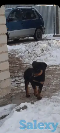 Продам чистокровный щенок ротвейлера мальчик 5,5 месяца., фотография 4