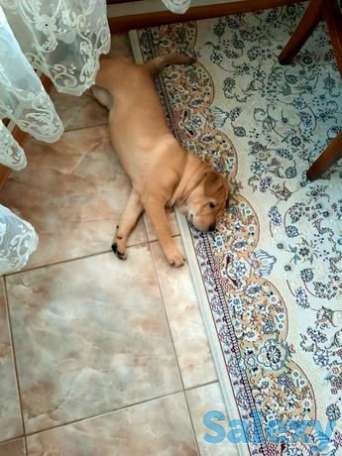 Продам шарпея американского, фотография 1