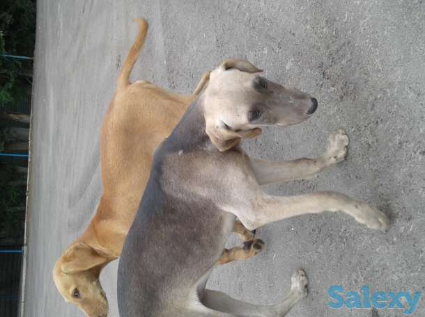 Отдам щенков, фотография 6