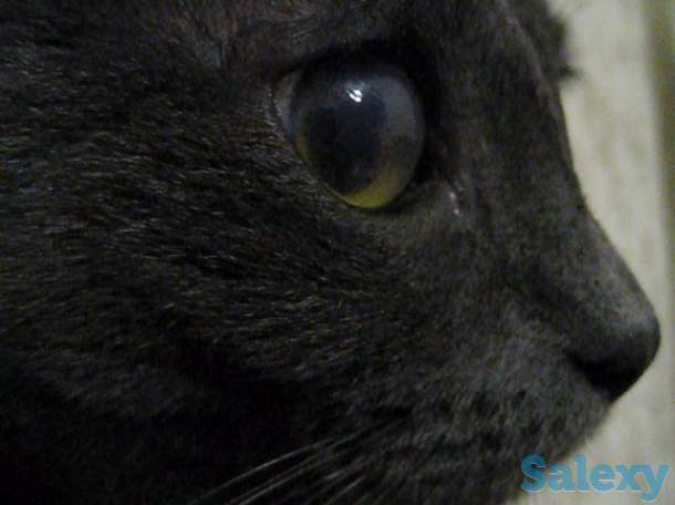 Кличка кота Нешик порода Русская голубая, фотография 8