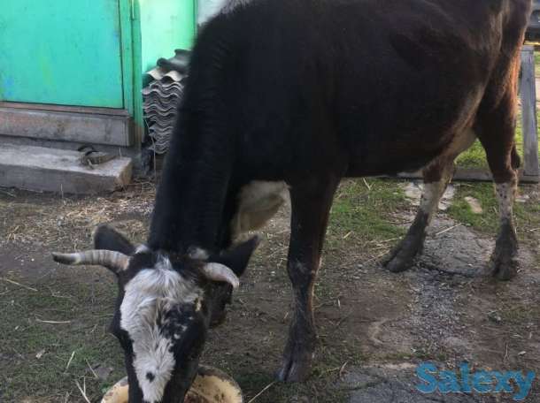 Продам, фотография 2