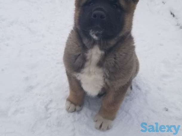 продам щенков Американская акита, фотография 2