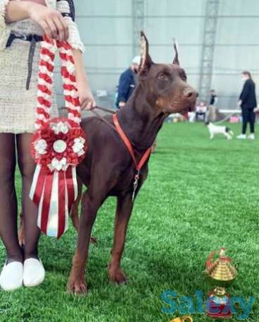 Продам Добермана в хорошие руки, фотография 1