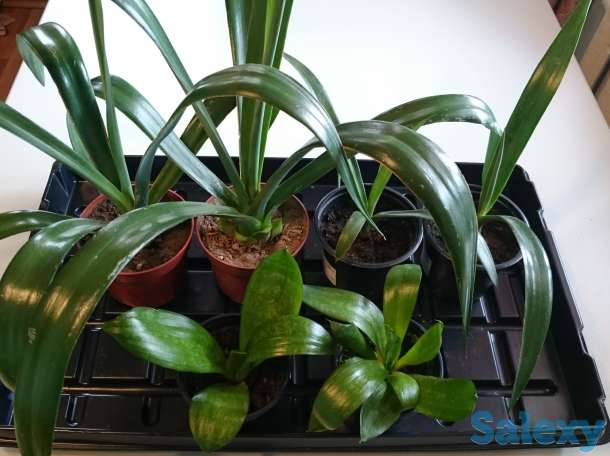 Агава латиноамериканская Сансевьера Ханни, фотография 2