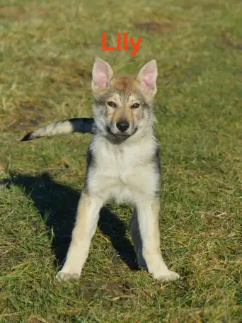 Чешский VolfDog Чешский волчак, фотография 6