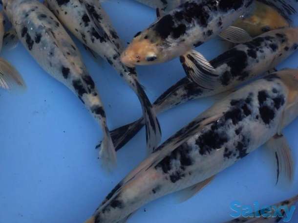 Карпы коя- питомник, фотография 2