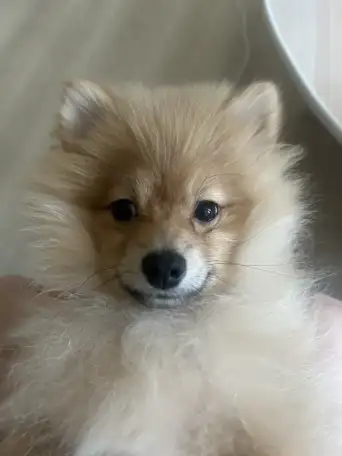 Немецкий шпиц, фотография 1