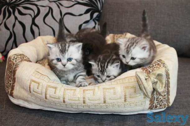 Страйтики, фотография 1