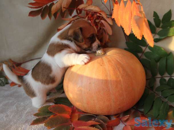 щенки джек рассела, фотография 2