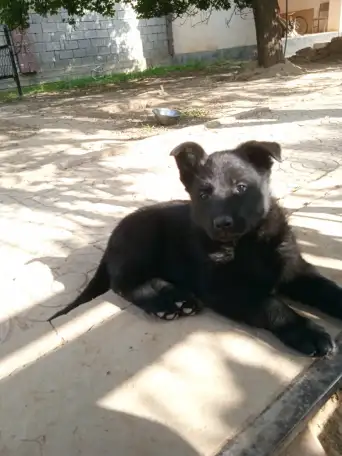 Продам щенков восточно-европейской овчарки, фотография 7