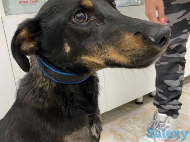 Отдам в хорошие руки, фотография 8